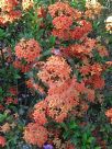 Ixora Dwarf Orange