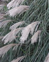 Miscanthus sinensis Silberfeder