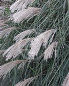 Miscanthus sinensis Silberfeder