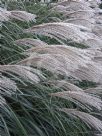 Miscanthus sinensis Silberfeder