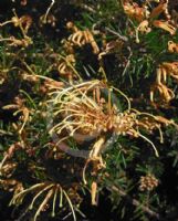 Grevillea juniperina Molonglo