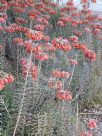 Bryophyllum delagoense