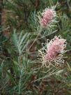 Grevillea Misty Pink