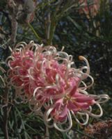 Grevillea Pink Surprise