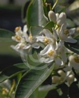 Citrus reticulata Imperial