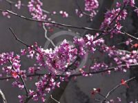 Cercis canadensis Forest Pansy