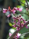 Cercis canadensis Forest Pansy