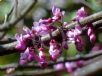 Cercis canadensis Forest Pansy