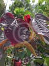 Cercis canadensis Forest Pansy