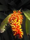 Aechmea caudata