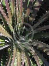 Dyckia reitzii rubra