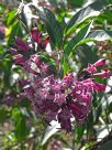 Cestrum cultum Cretan Purple