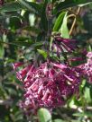 Cestrum cultum Cretan Purple