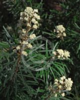 Astrotricha asperifolia