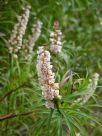 Dracophyllum secundum