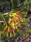 Grevillea Goldrush