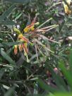 Grevillea Goldrush