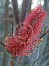 Hakea bucculenta