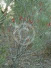 Hakea bucculenta