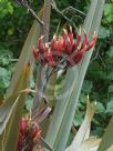 Phormium tenax Purpureum Group