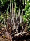 Phormium tenax Purpureum Group