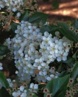 Crataegus persimilis Prunifolia