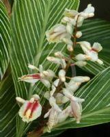 Alpinia formosana