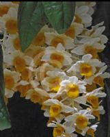 Dendrobium thyrsiflorum