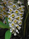 Dendrobium thyrsiflorum