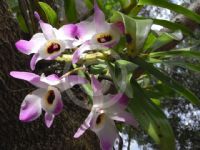 Dendrobium nobile