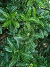 Euonymus japonicus Microphyllus