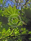 Acer japonicum Vitifolium