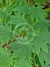 Acer japonicum Vitifolium