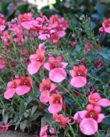 Diascia Little Dancer