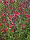 Salvia microphylla Huntington