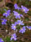 Scaevola aemula Bushy Blue