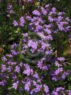 Scaevola aemula Bushy Blue