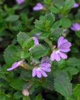 Scaevola albida Super Clusters