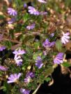 Scaevola albida Super Clusters