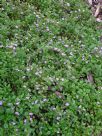 Scaevola albida Super Clusters