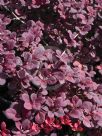 Berberis thunbergii atropurpurea Rose Glow