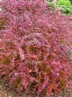 Berberis thunbergii atropurpurea Rose Glow