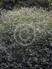 Euphorbia hypericifolia Inneuphe