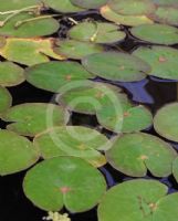 Nymphoides spinulosperma