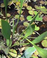 Sagittaria lancifolia ruminoides