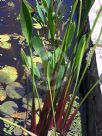 Sagittaria lancifolia ruminoides