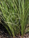 Carex brunnea Variegata