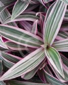 Tradescantia spathacea Hawaiian Dwarf