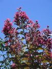 Lagerstroemia Comanche