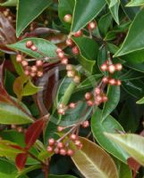 Syzygium australe Winter Lights